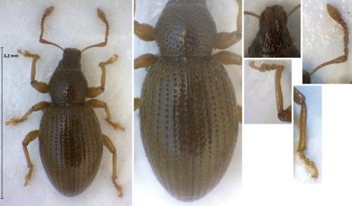 Exomias pyrenaeus
